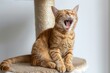 Ginger cat on scratching post eyes closed yawning and sleeping High up on white background