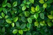 Green leaf background wallpaper from nature