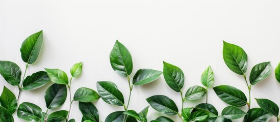 Wall Mural - Green leaves edge on white backdrop