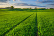 In the countryside; far from the city limits; there are vast green grain fields cultivated according to organic farming