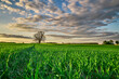 Agricultural field view in spring with blades of green wheat in a picturesque evening scenery