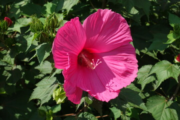 Wall Mural - Buds and vibrant pink flower of Hibiscus moscheutos in July