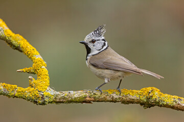 Wall Mural - czubatka (Lophophanes cristatus)