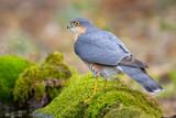 Fototapeta  - krogulec (Accipiter nisus)