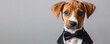 A small brown dog is wearing a black bow tie and standing in front of a grey wall. Concept of playfulness and cuteness. Portrait puppy dog wearing a tuxedo. Isolated on gray background