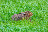 Fototapeta Sawanna - A hare on a field