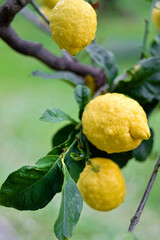 Wall Mural - Bright juicy ripe yellow lemons with a thick aroma of citrus peel - fruit trees in an Italian garden