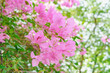 Cluster of vivid pink bougainvillea flowers flourishing amongst lush leaves, embodying a vibrant tropical paradise.