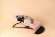 Pug dog is lying in hammock or chaise longue. The pug is lying in a children's hammock. Sad dog. An animal that looks like human. Beige background. Copy space.