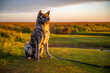 Akita inu dog with gray fur sitting on the salt marsh during sunset, st. peter ording, north sea, germany, horizontal shot