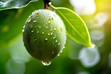 Fototapeta Londyn - micro shot close up of a fresh mango fruit hanged on tree with water drops dew as wide banner with copy space area.