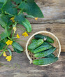 picking fresh ripe green cucumbers on rustic wooden table. Organic raw vegetables background. harvest season. cultivation of useful vegetables. top view