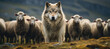 A stoic wolf stands out among a flock of sheep on a grassy field, a stark contrast in wilderness.
