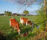 Fototapeta Konie - cows drink in green grassy spring meadow in warm early morning sunlight with farm in the background