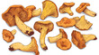 Scattered chanterelles isolated on white background.