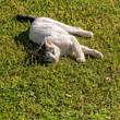 A young pale white grey cat looking laying relaxed on the green grass. Space for your text and logo.