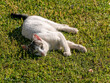 A young pale white gray cat looking laying relaxed on the green grass. Space for your text and logo.