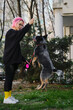 A young attractive woman with pink hair trains her dog in the courtyard of an apartment building. Australian cattle dog is nimble and obedient to have fun with female pet owner outside.