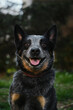 A close-up portrait of an Australian cattle dog in a spring park. A happy beautiful grey spotted purebred dog with red cheeks. Blue Heeler walks outside.