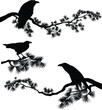 raven bird sitting on a long pine branch - black crow bird and coniferous tree vector silhouette design set