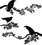 Fototapeta  - raven bird sitting on a long pine branch - black crow bird and coniferous tree vector silhouette design set