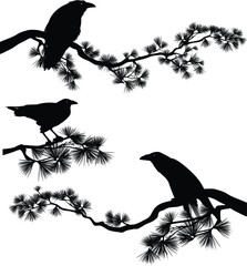 Wall Mural - raven bird sitting on a long pine branch - black crow bird and coniferous tree vector silhouette des