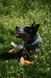 Portrait of an Australian cattle dog in a spring park playing with toy carrot. A happy beautiful grey spotted purebred dog with red cheeks lies in green grass. Blue Heeler with blue bow tie.