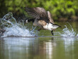 Canada Goose, Branta canadensis, geese in a water fight.