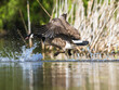 Canada Goose, Branta canadensis, bird running on water.