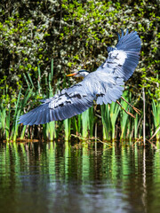 Poster - Grey Heron, Ardea cinerea, bird in flight over spring lake