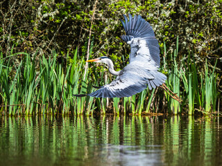 Poster - Grey Heron, Ardea cinerea, bird in flight over spring lake