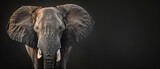 Fototapeta  - an african elephant animal with tusks seen from the front isolated on a dark background created with Generative AI Technology