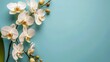 orchid flowers on cyan background