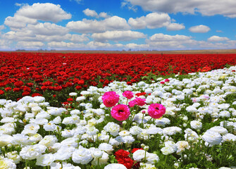 Canvas Print - Boundless rural field with flowers