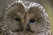 Ural owl strix uralensis