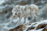 Fototapeta Kosmos - A photograph of a wolf leaping over a narrow crevasse, its powerful legs and agile body perfectly ad