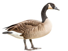 Greylag Goose Isolated On A Transparent Background. PNG