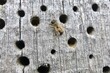 Wildbiene auf einer Nisthilfe mit Bohrlöchern