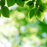 Fototapeta Na sufit - Nature background from young green beech leaves in spring forest. Natural backdrop for your project