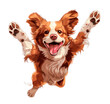 illustration dog jumping white background