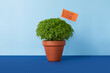 A lush green Manjerico potted plant on a blue background. Traditional decor for festival San Juan