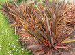 Phormium tenax, New Zealand flax or New Zealand hemp plants in the urban landscaping.