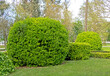 Euonymus japonicus or evergreen spindle or japanese spindle globe form topiary