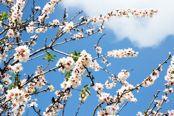 Poster - The pink and white flowers