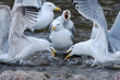 Seagulls fighting over fish 1