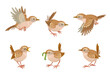 Set of six funny wren birds, sitting, flying, singing, eating. Isolated on white background. Vector flat illustration.