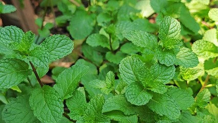 Wall Mural - mint leaves  on garden