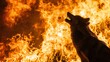 © Picza Booth - Intense scene of a wolf howling fiercely amidst towering flames, a portrayal of nature's untamed spirit and survival instinct