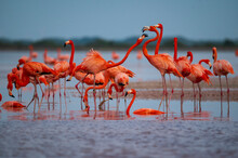 View Of Elegant Flamingos In Flight At Flamenco Natural Reserve, Progreso, Yucatan, Mexico.