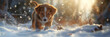 cute puppy walking in the snow,
dog in the snow with fallig on sun rays 
